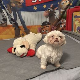 Sarahi - Shih Tzu