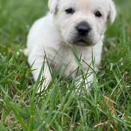 Cass- pink  collar- second pick female - Yellow female Labrador Retriever puppy in Isanti, Minnesota from Four Corners Family Labs