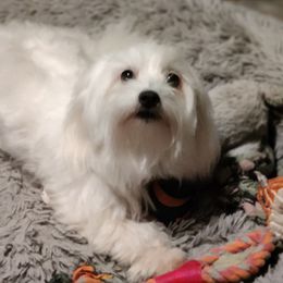 Mollie - Coton de Tulear