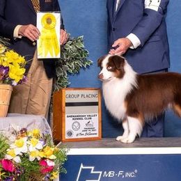 Miniature American Shepherds and Miniature Australian Shepherds from DreamCatcher Miniature American Shepherds
