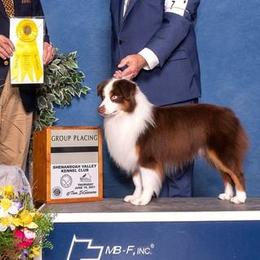 Miniature American Shepherds and Miniature Australian Shepherds from DreamCatcher Miniature American Shepherds