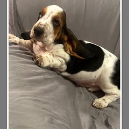 Boy 2 - Basset Hound puppy from Pawmetto Hounds