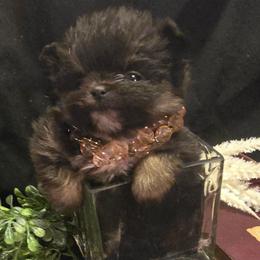 Bt girl - Black and tan parti female Pomeranian puppy in Bloomingdale, New Jersey from Bella Luna Pomeranians
