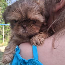 Sissy - Lilac female Shih Tzu puppy in Memphis, Tennessee from Lady and the Tramp
