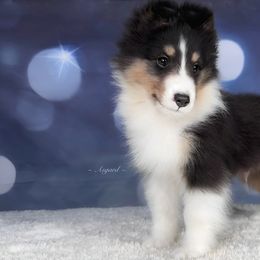 Twix - Shetland Sheepdog puppy in Elk, Washington from Asgard Shetland Sheepdogs