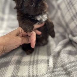 Shih Tzu Puppies from Sweet on Tzu
