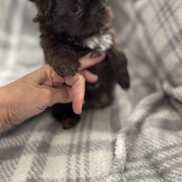 Shih Tzu Puppies from Sweet on Tzu