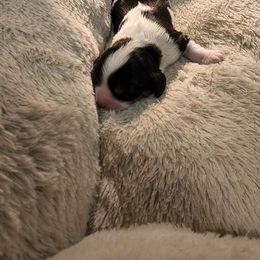 Cavalier King Charles Spaniel Puppies from KC's Kingdom Cavaliers