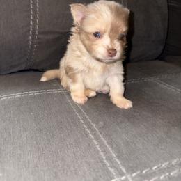 Milo - Chocolate merle male Pomeranian puppy in Okmulgee, Oklahoma from 918 Pomeranians