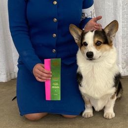 Pembroke Welsh Corgis and Schipperkes from Jaime's Pups