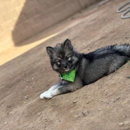 Siberian Husky Puppies from Anime Huskies