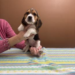 Jingle - Black white and tan female Beagle puppy in St. Cloud, Minnesota from Beagle Blessings