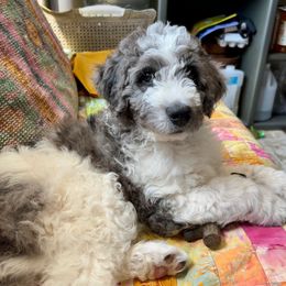 Bernedoodle and Bordoodle All Grown Up from Mesa View Puppies