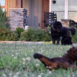 Saint Berdoodle Puppies from Highland Ridge Doodles