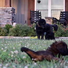 Saint Berdoodle Puppies from Highland Ridge Doodles