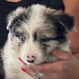 Blue Merle - White and blue merle male Border Collie puppy in Apple Valley, California from Flying S Ranch Border Collies