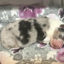 Blue Merle boy - Blue merle male Australian Shepherd puppy in Saint Augustine, Florida from NorthBeach Aussies