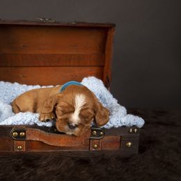 Cavalier King Charles Spaniel Puppies from Colorful Cavaliers