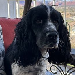Milly - English Springer Spaniel
