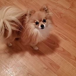 Ashland Gizmo Hall - Pomeranian