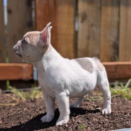Penelope - White female French Bulldog puppy in Battle Ground, Washington from Ferguson's Bulldogs