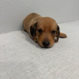 Archie - Red male Dachshund puppy in Wayland, Iowa from CR Kennels