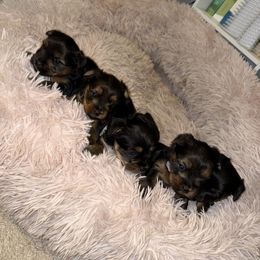 Yorkshire Terrier puppies from Yorkies By Si