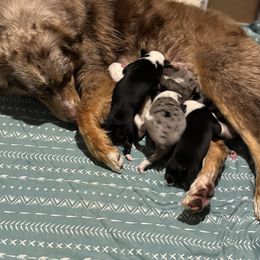 Boy 8 - Black tri-color male Australian Shepherd puppy in Ramona, California from Blue Moon Aussies