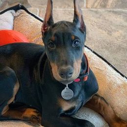 Doberman Pinscher Puppies from SolStorm Dobermanns