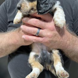 Leon - Piebald male Dachshund puppy in Jordan, Arkansas from Lakeshore Dachshunds