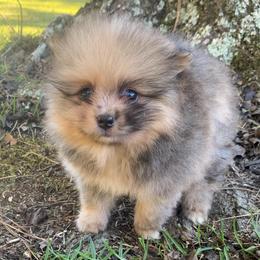 Chocolate sable Merle - Chocolate merle male Pomeranian puppy in Gadsden, Alabama from Rich Cat’s