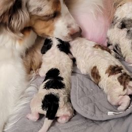 Aussiedoodle, Miniature Australian Shepherd, and Poodle Puppies from Fine and Dandy Aussiedoodles