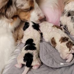 Aussiedoodle, Miniature Australian Shepherd, and Poodle Puppies from Fine and Dandy Aussiedoodles