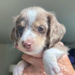 Alec - Dapple male Dachshund puppy in Menifee, California from Dachshunds in SoCal