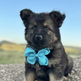 German Shepherd and Golden Retriever Puppies from Sweetheart Therapy Dogs LLC