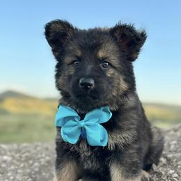 German Shepherd and Golden Retriever Puppies from Sweetheart Therapy Dogs LLC