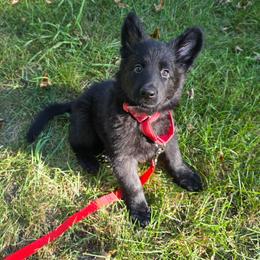 Red colar - Black female German Shepherd puppy in Oscoda, Michigan from Sstar