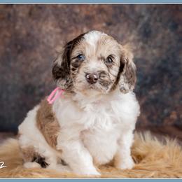 Grey - Brown white and tan female Cockapoo puppy in Connersville, Indiana from Deaz Doodle Ranch