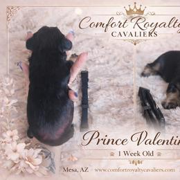 Cavalier King Charles Spaniel Puppies from Comfort Royalty Cavaliers