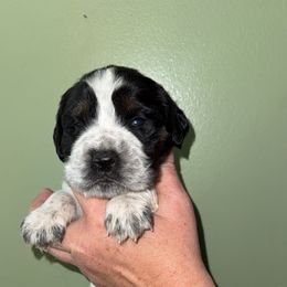 Delilah - Tri-Roan female English Springer Spaniel puppy in Williston, Florida from Parks Paradise Springers