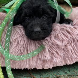 Lennox - Black female Goldendoodle puppy in Rising Sun, Indiana from Ruby Lane Doodles