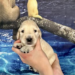 MJ - Goldendoodle puppy in Salem, Oregon from Capital Doodles