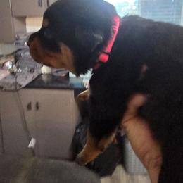 Hot pink - Black and mahogany female Rottweiler puppy in Lebanon, Oregon from SOUTH SANTIAM ROTTWEILERS