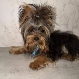 Simon - Blue and gold male Yorkshire Terrier puppy in Maple Heights, Ohio from Yorkiesllc