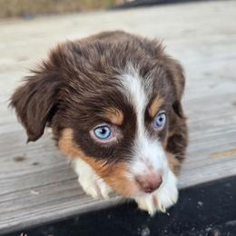 Fern - Red tri female Miniature Australian Shepherd puppy in Paris, Texas from Blue Envy Mini Aussies