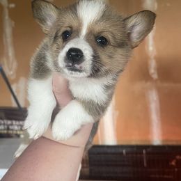 American Corgi and Pembroke Welsh Corgi Puppies from Flying K Corgis