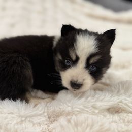 Girl 2 - Tri-color female Pomsky puppy in Larue, Arkansas from The Looking Glass Kennel