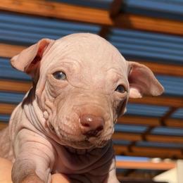 Espresso - Chocolate female American Hairless Terrier puppy in Sacramento, California from Gold Rush Kennels