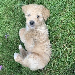 Double Doodle Puppies from Riverside Doodles in Seattle (double doodles)