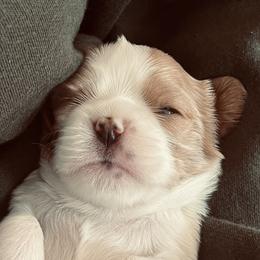 Cavalier King Charles Spaniel puppies from Middle Creek Ranch